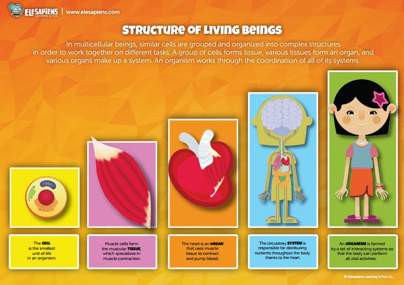 6 bilingual infographics about the human body – Elesapiens' Blog